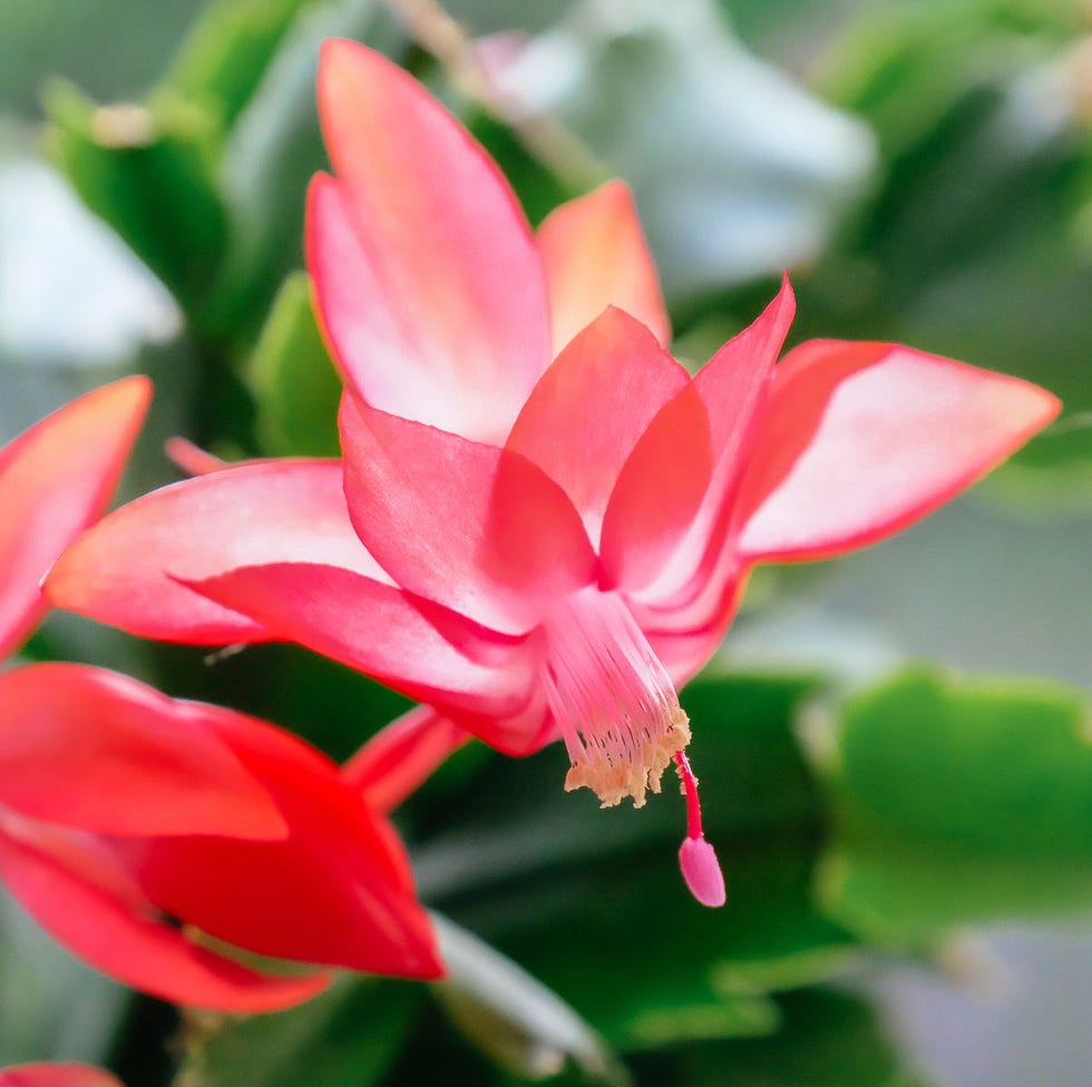 Christmas Cactus Plant 