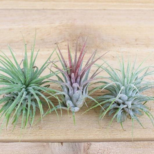 Ionantha Guatemala Air Plants 