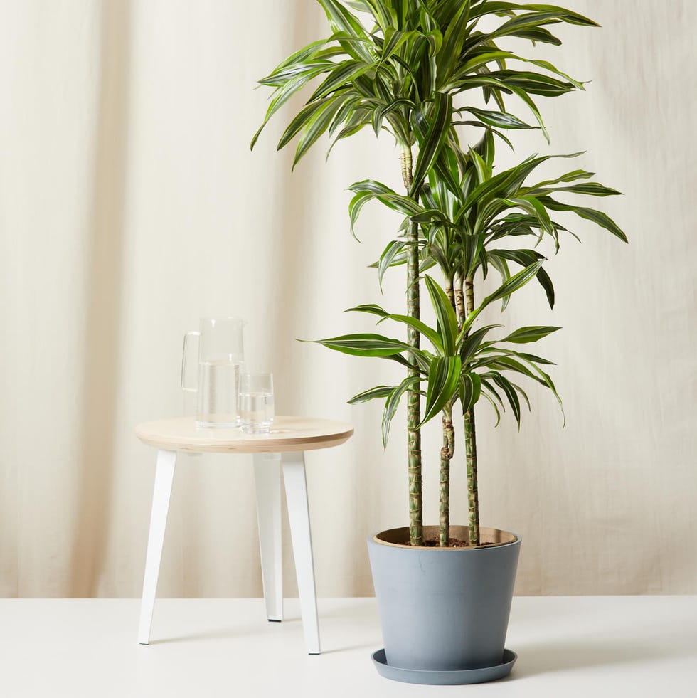 Dracaena Gold Star