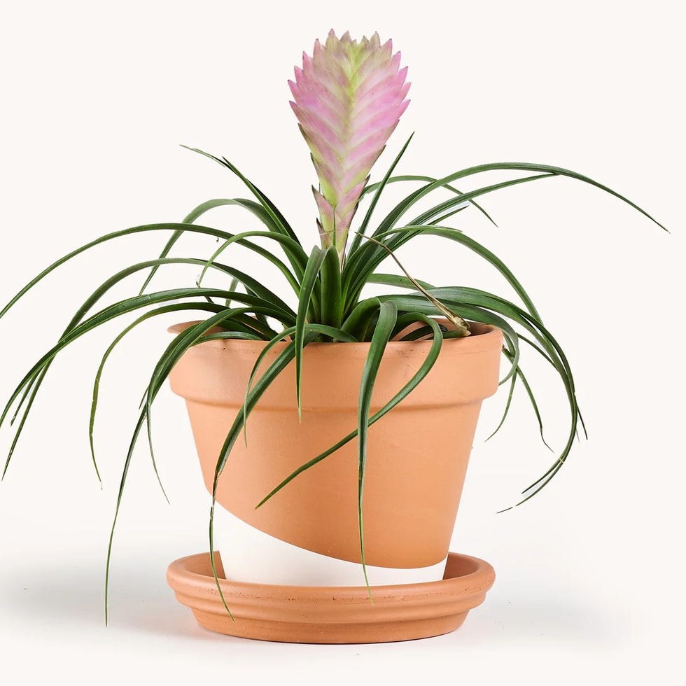 Tillandsia Cyanea