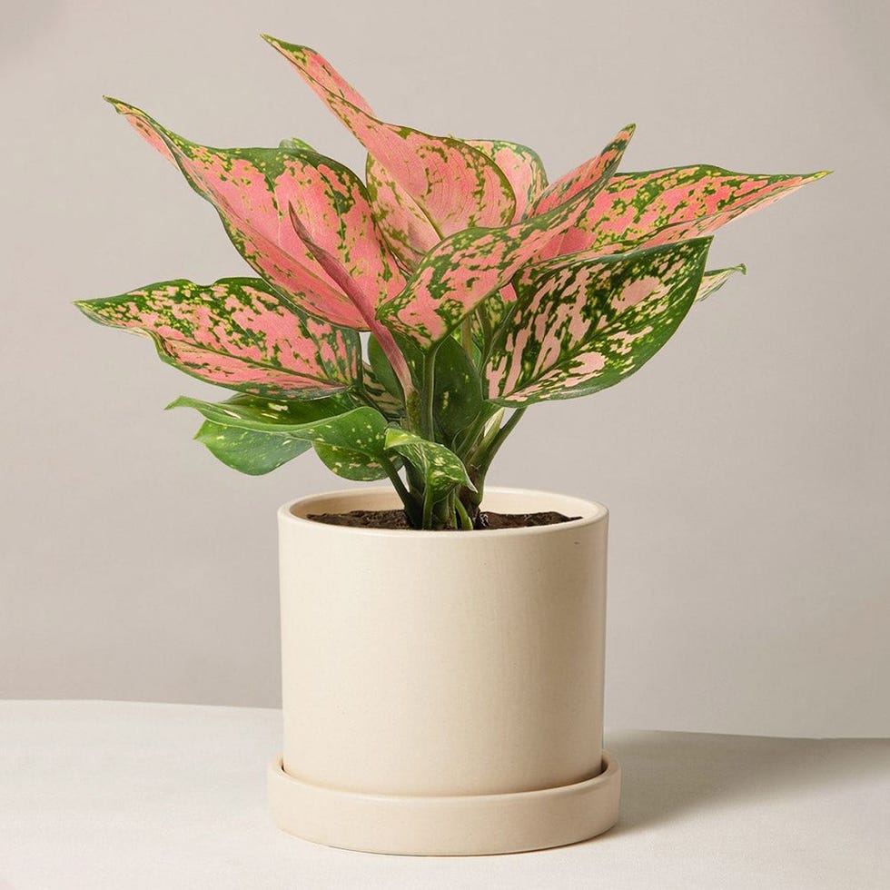 Aglaonema Wishes