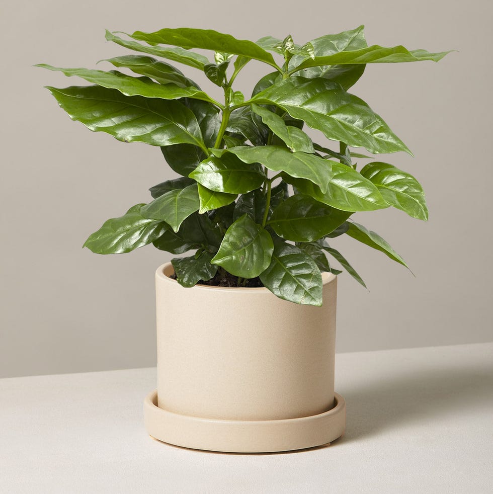 Coffee Plant