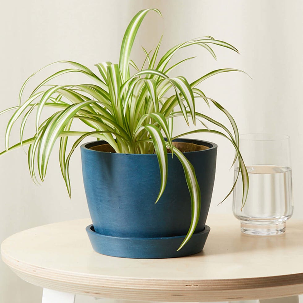 Spider Plant