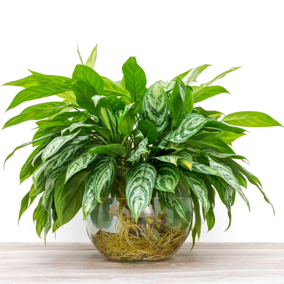 aglaonema cuttings rooting in a glass vase