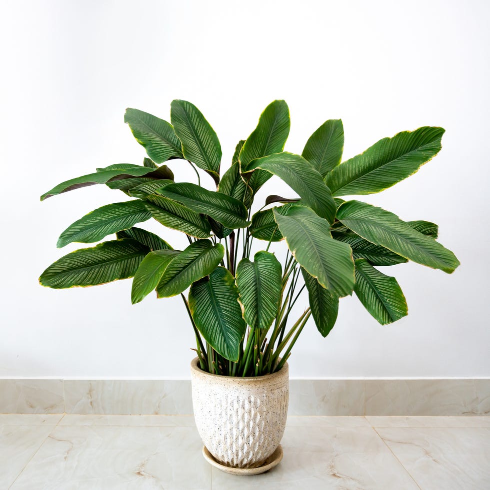 air purifying plants calathea cv sanderiana in a black pot, white background isolate