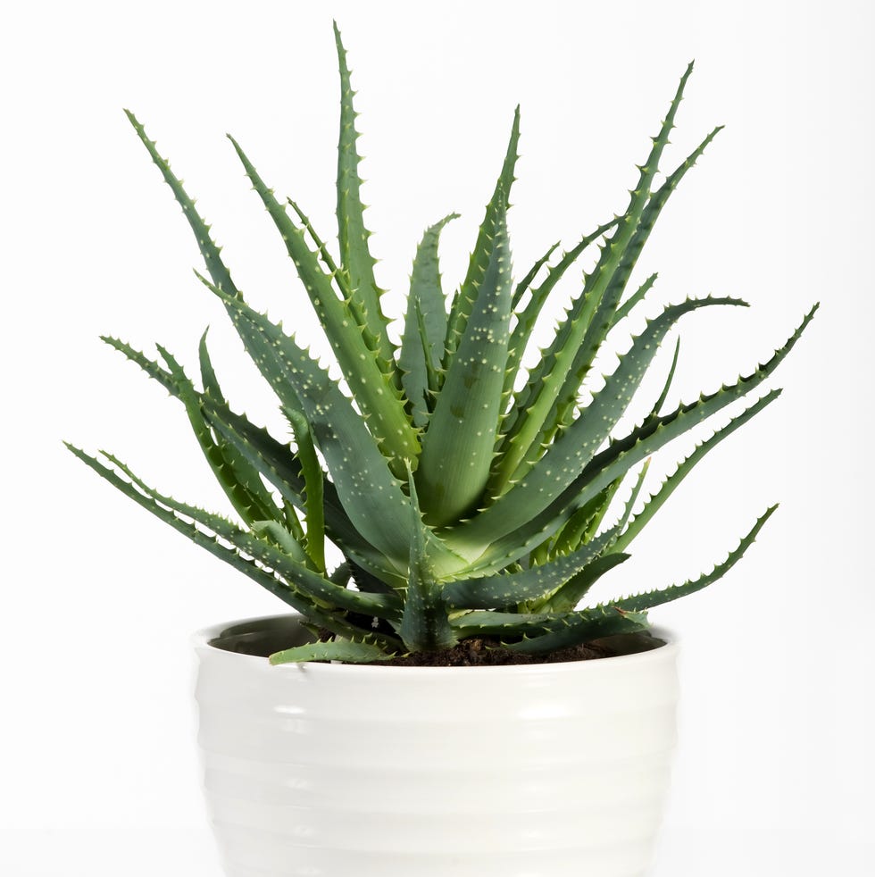 air purifying plants close up of potted aloe plant against white background