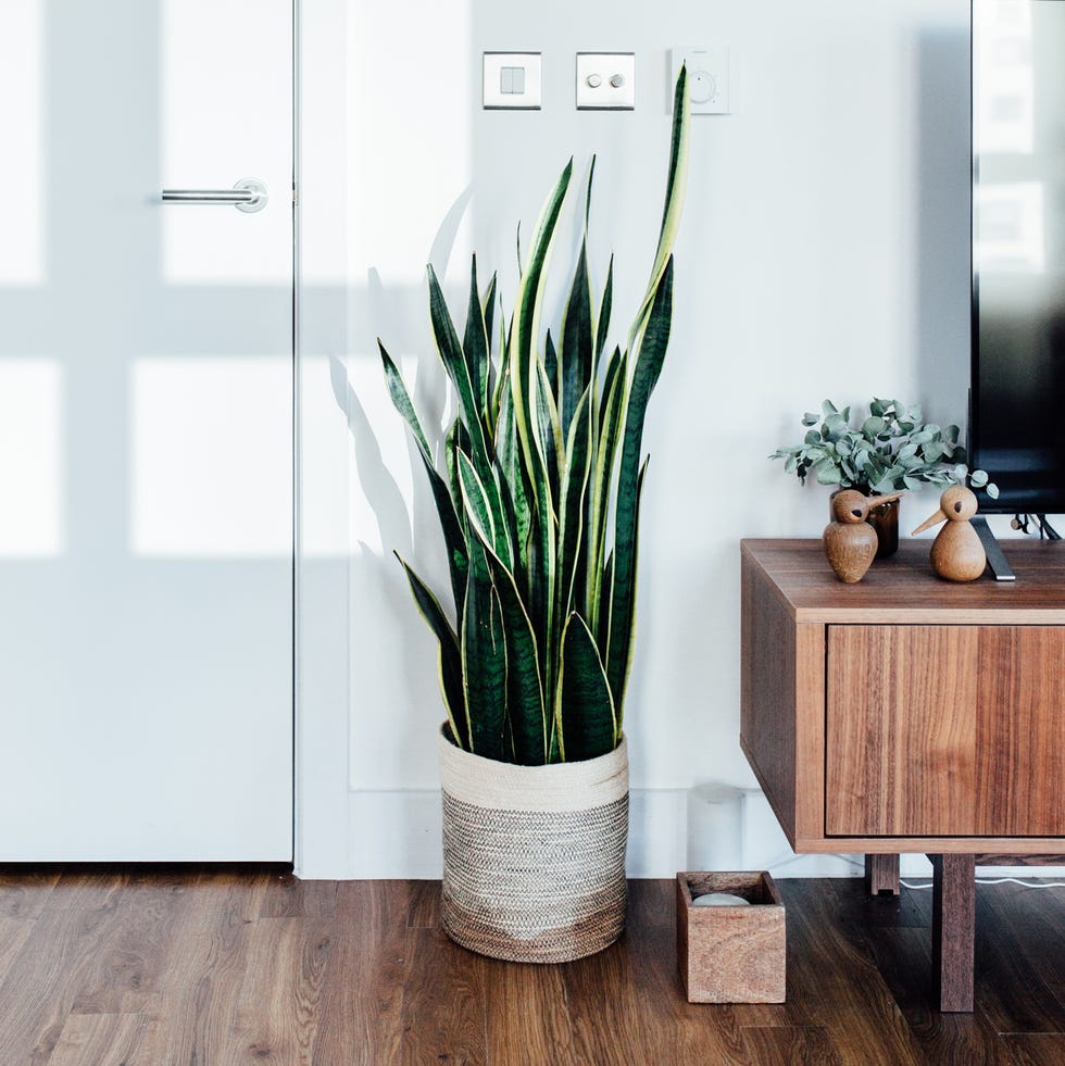 a corner of living room varigated snake plant