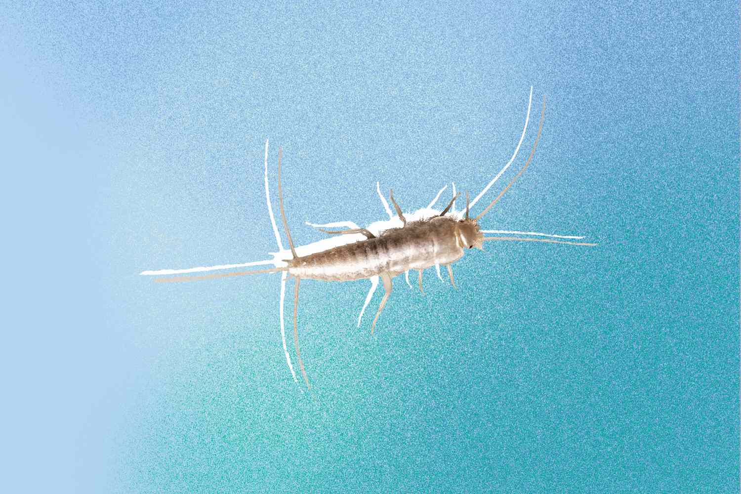 Get Rid of Silverfish Infestations