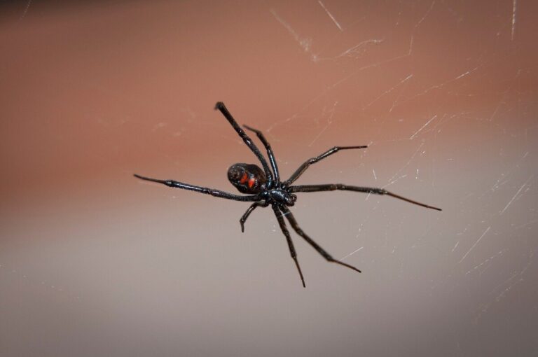 Getting Rid of Black Widow Spiders