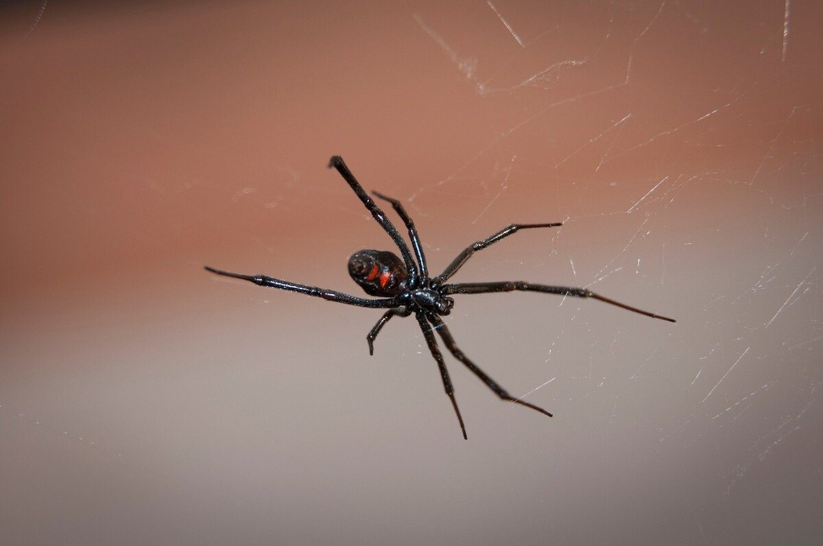 Getting Rid of Black Widow Spiders