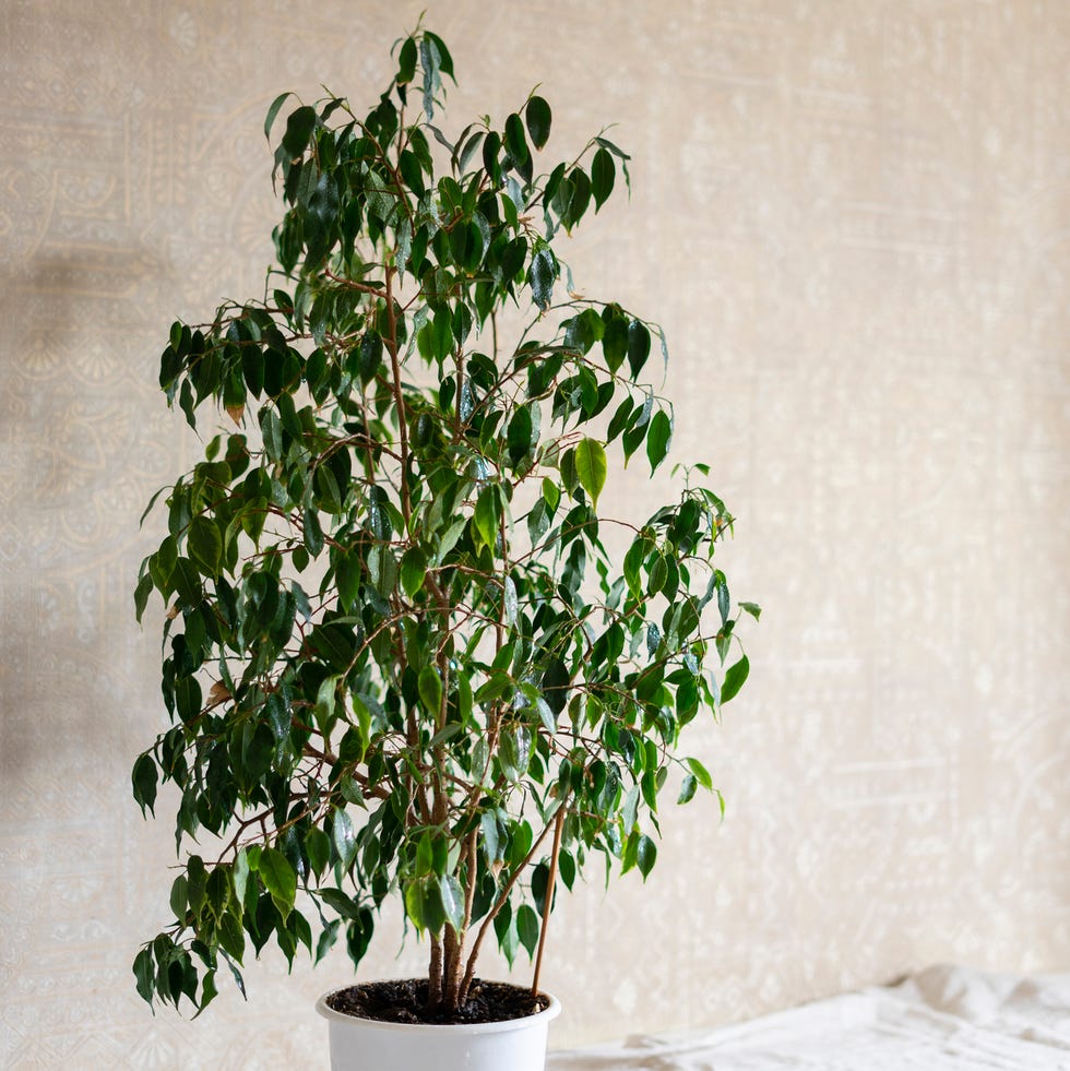 air purifying plants houseplant on table in front of wall at home