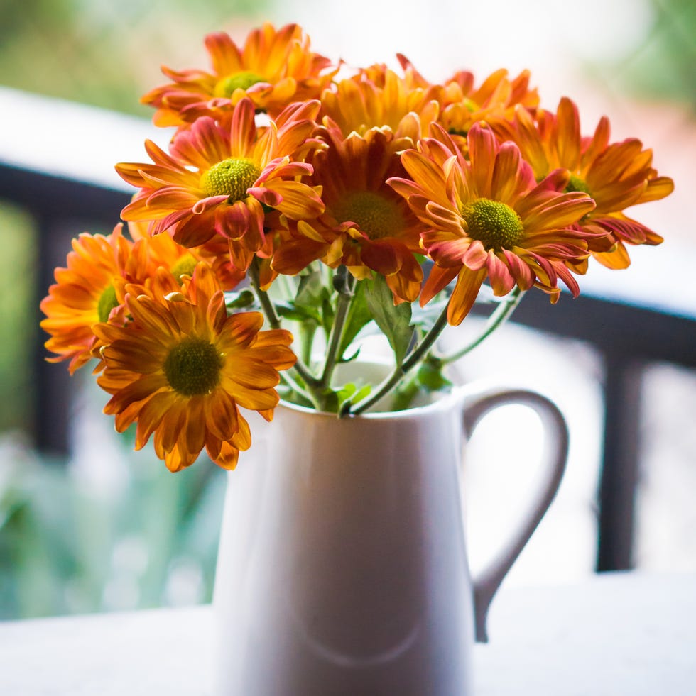 air purifying plant orange chrysanthemum flowers decorating window sill