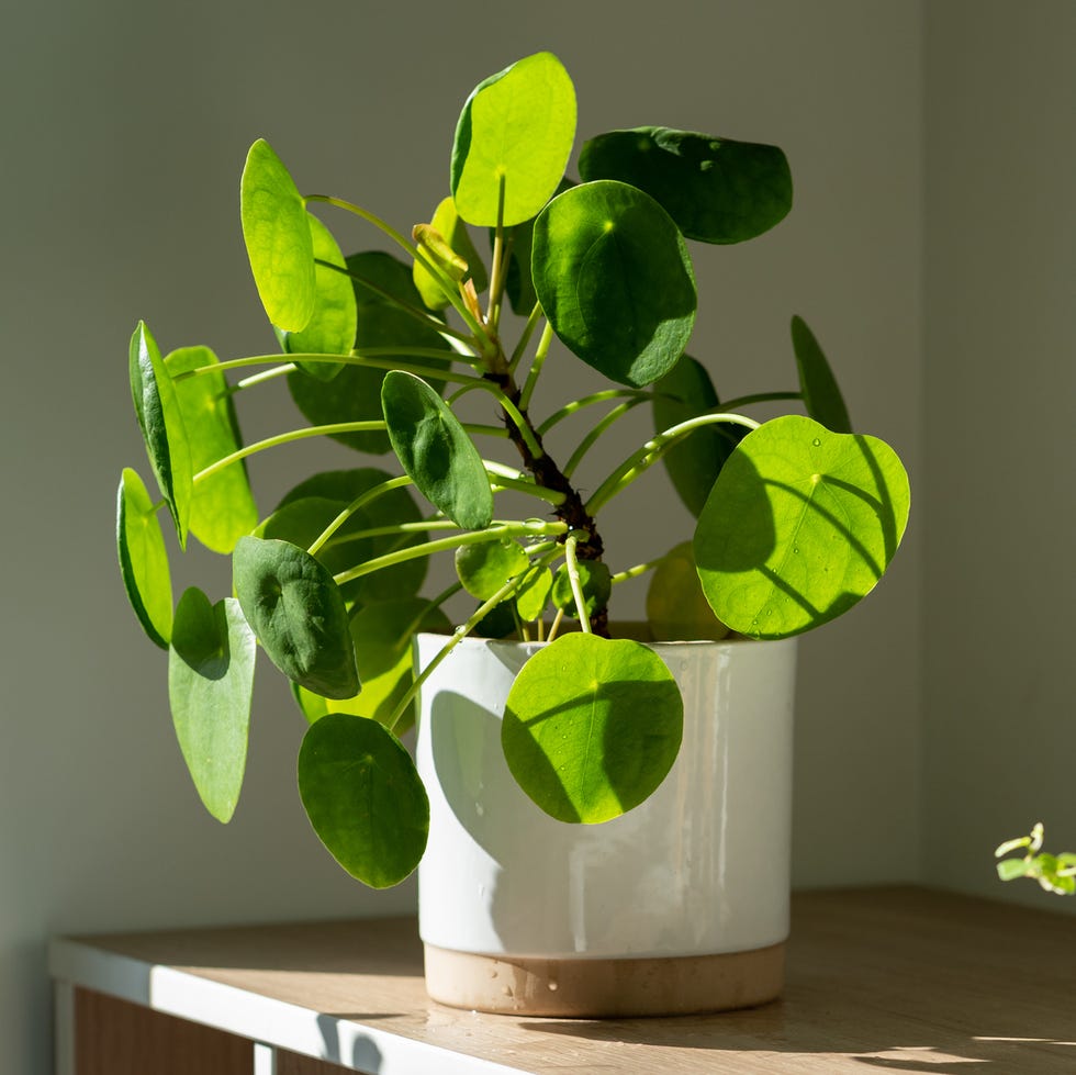 air purifying plants pilea peperomioides houseplant in ceramic flower pot at home chinese money plant indoor gardening