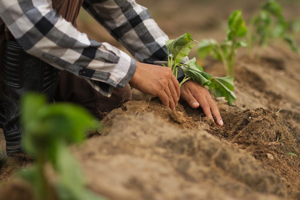 how to grow sweet potatoes, up close view of person's hands planting sweet potatoes