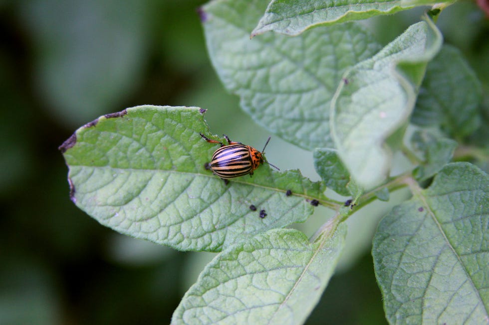 how to grow sweet potatoes colorado beetle on the potato leaves