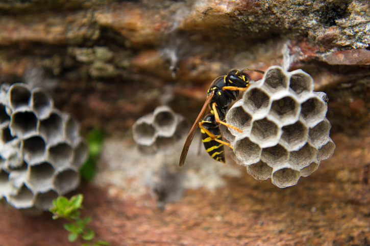 Professional Wasp Nest Removal