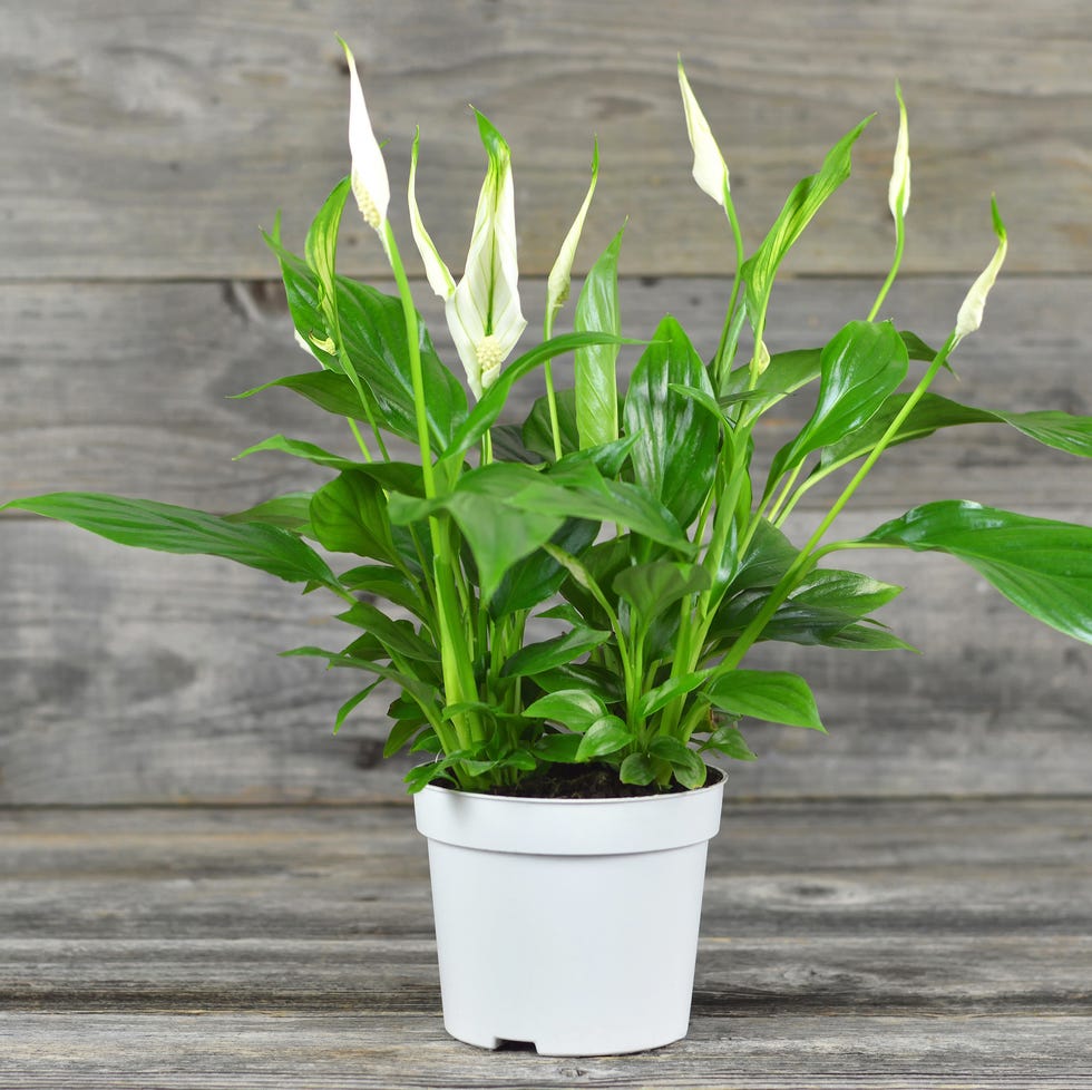 spathe flower in flowerpot on wooden background