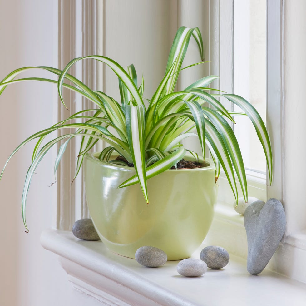 spider plant