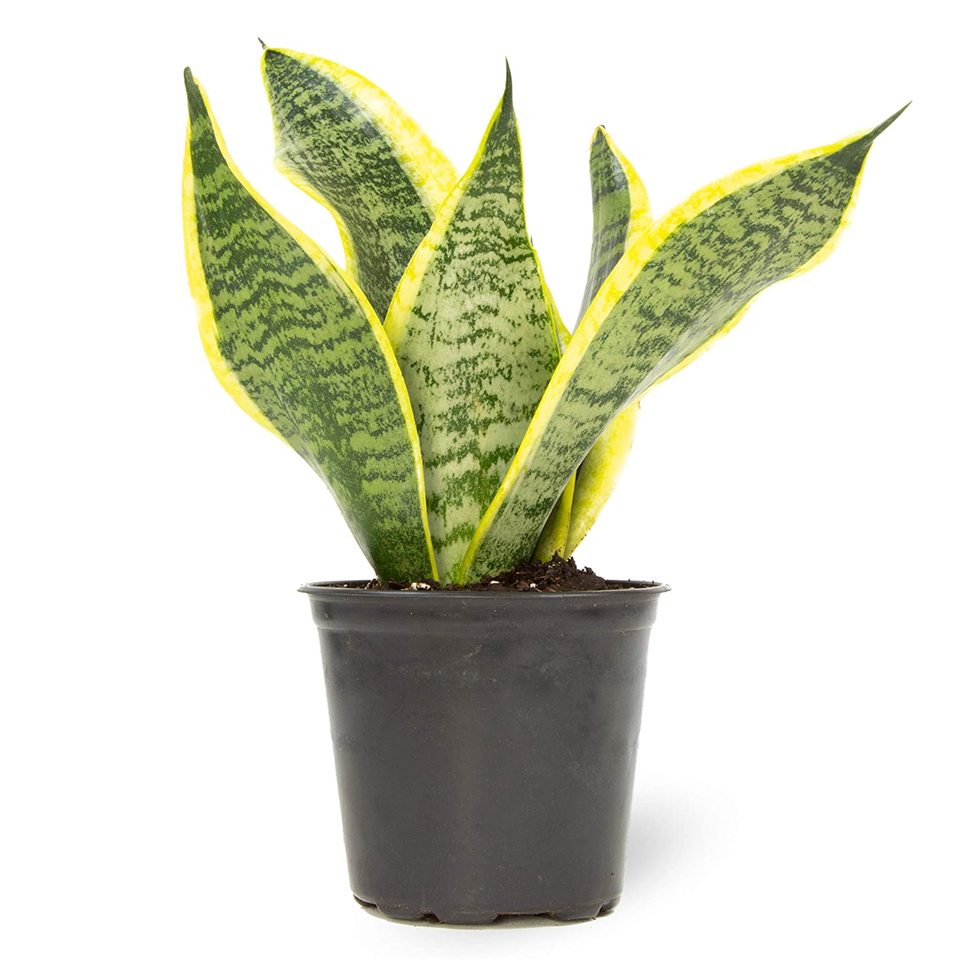 Snake Plant