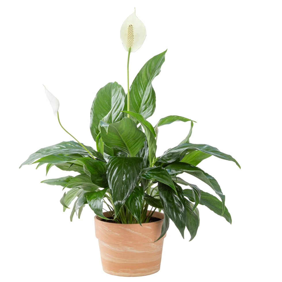 Peace Lily 