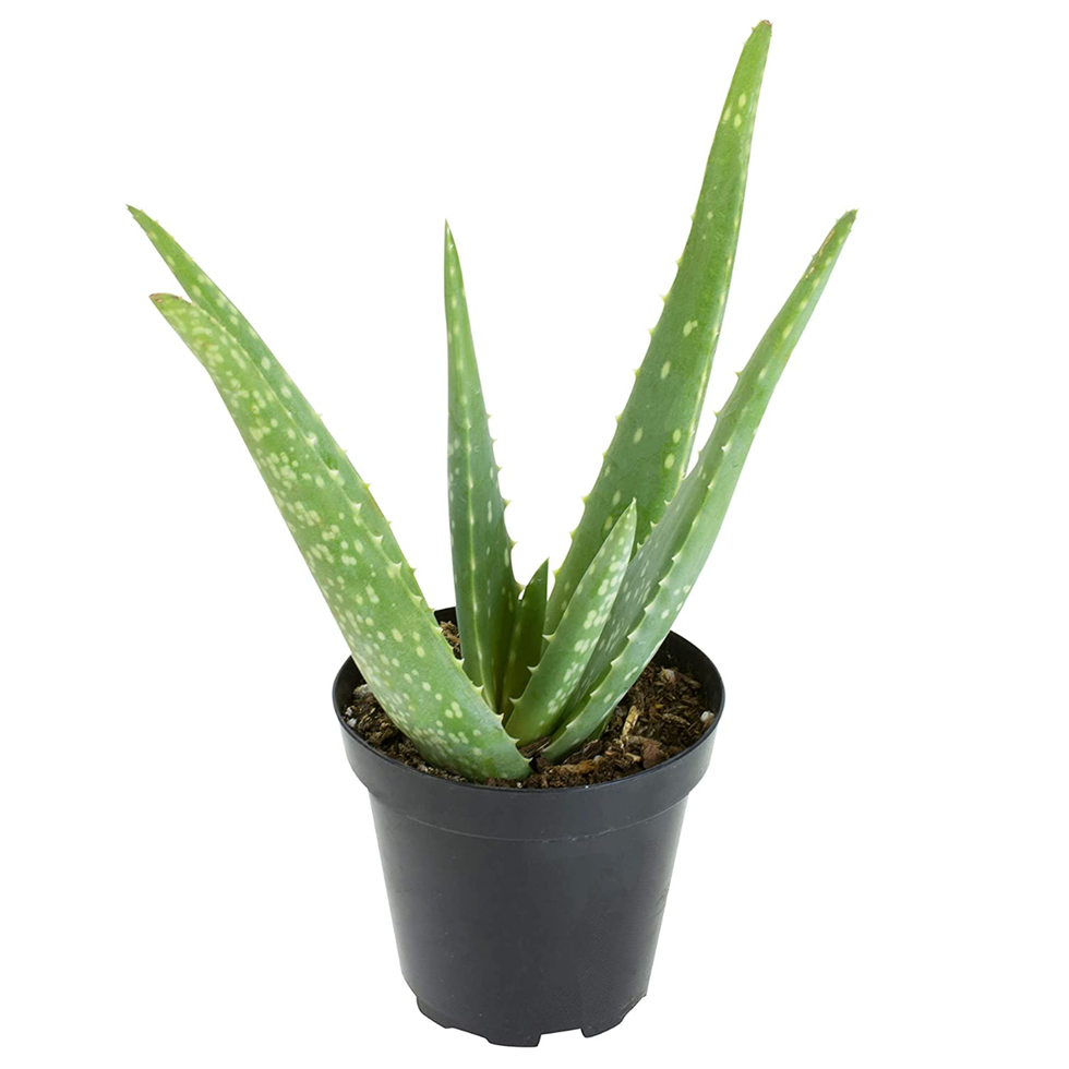 Aloe Vera Plant