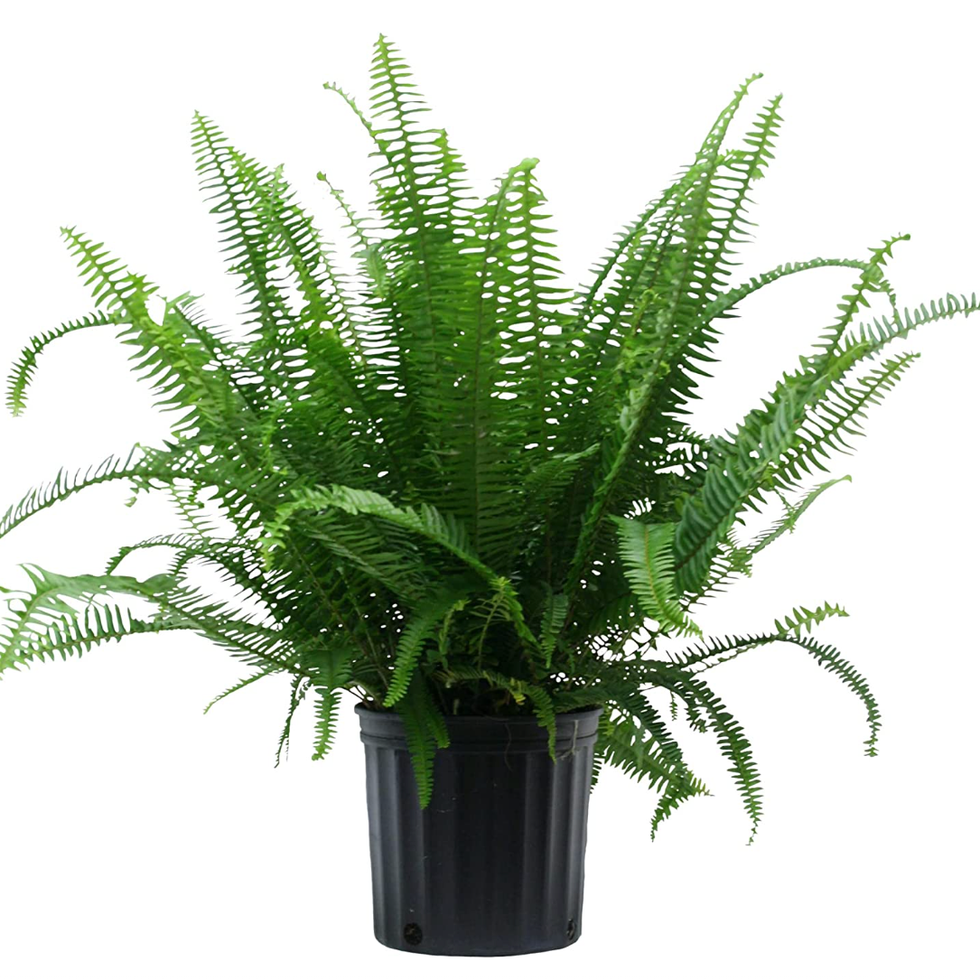 Kimberly Queen Fern