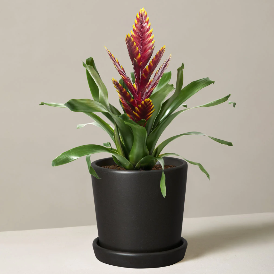 air purifying plants the sill bromeliad vriesea vogue